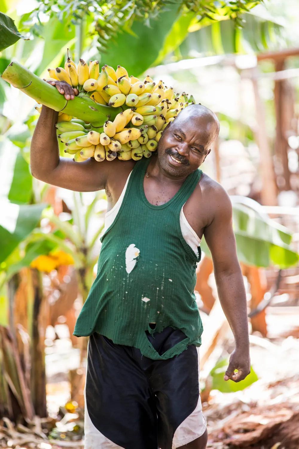 En man i Kenya bär på en bananplanta över axeln