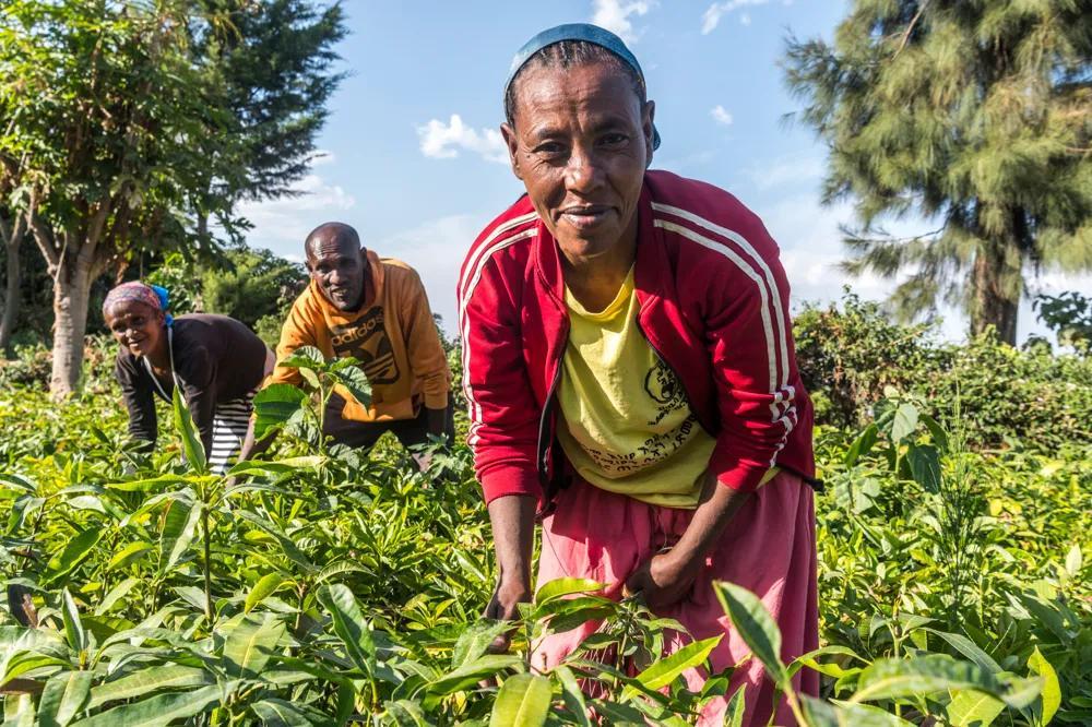Tre personer planterar träd i Etiopien